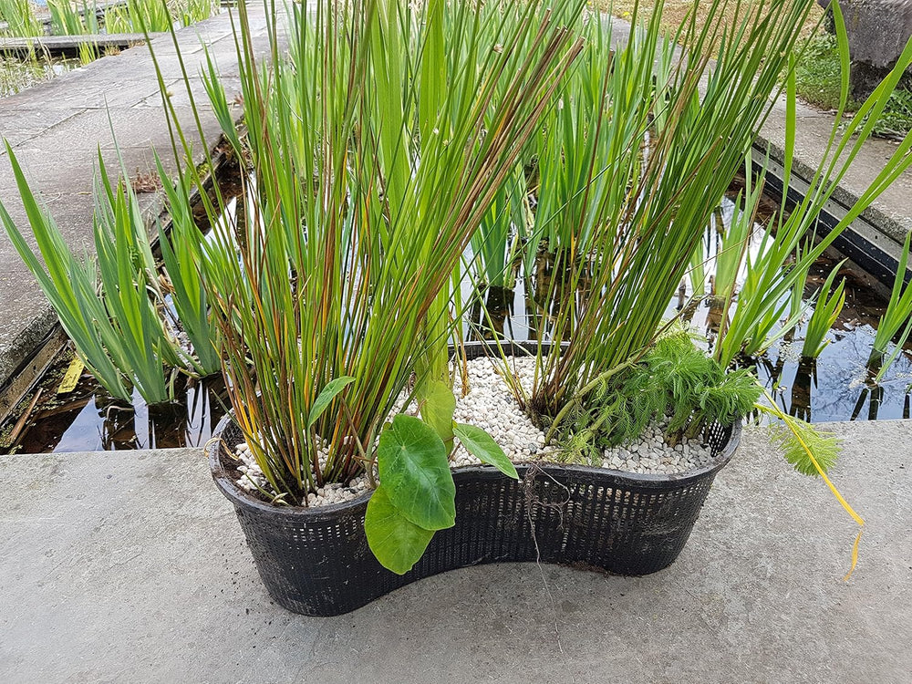 PondH2o Contour Kidney Shaped Pond Plant Basket, 17 Inch (44cm)
