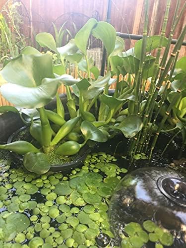 PondH2o Contour Kidney Shaped Pond Plant Basket, 17 Inch (44cm)
