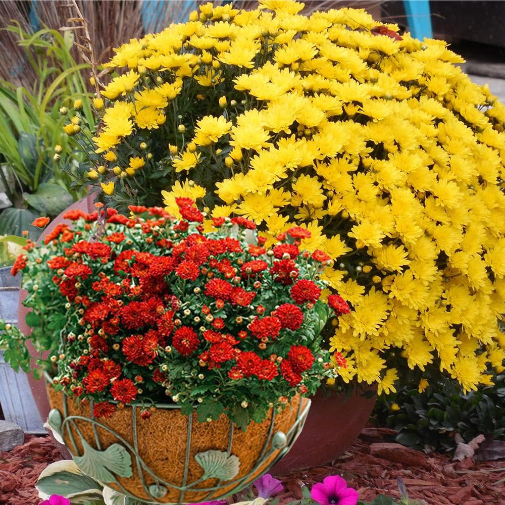 2PCS Hanging Basket Liners Coco Liner 24 Inch Round Coconut Coir Basket for P...