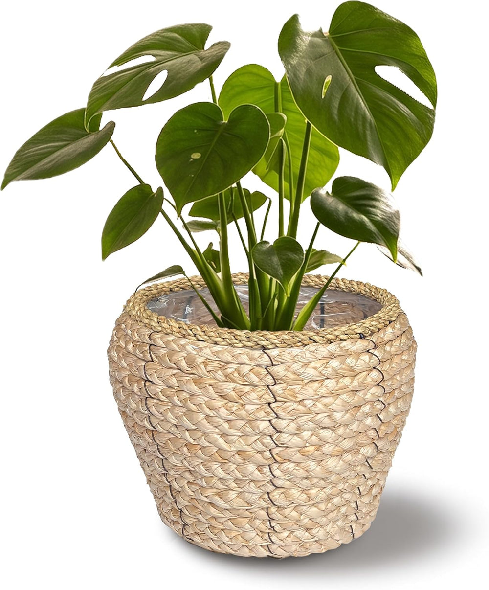 6 Inch Seagrass Planter Basket, Handwoven with Metal Frame & Liner